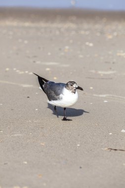 plajda kayıp ayaklı martı