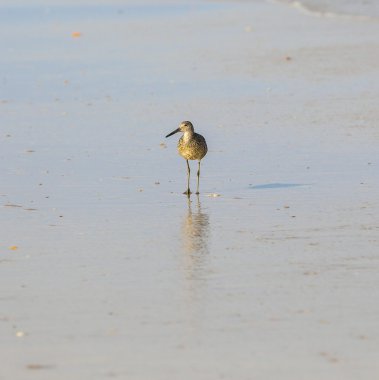 plajda vahşi martılar