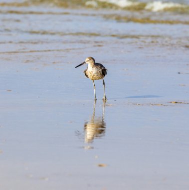plajda vahşi martılar
