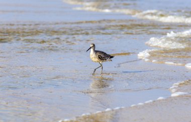 plajda vahşi martılar