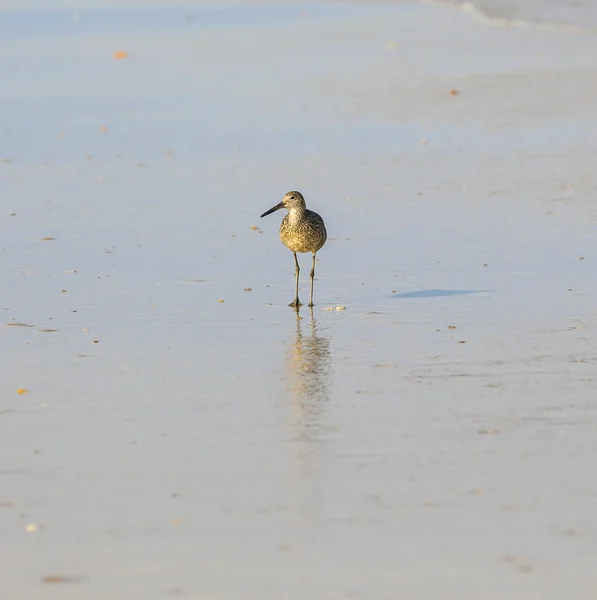Дикие чайки на пляже — стоковое фото