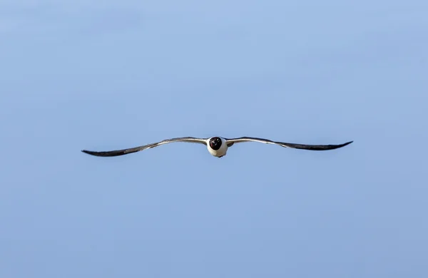 Möwen fliegen in den blauen Himmel am Meer — Stockfoto