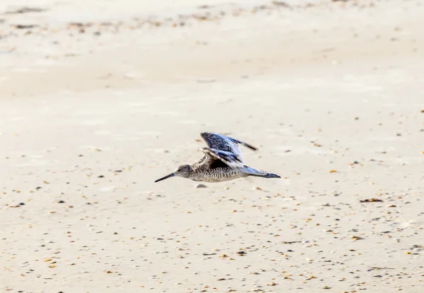 手つかずのビーチに沿って飛ぶカモメ — ストック写真