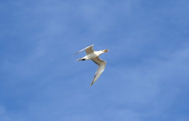 okyanus mavi gökyüzüne uçan martıları