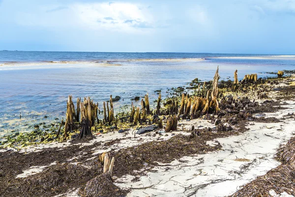 Bizarní staré shnilé stromy na pobřeží — Stock fotografie