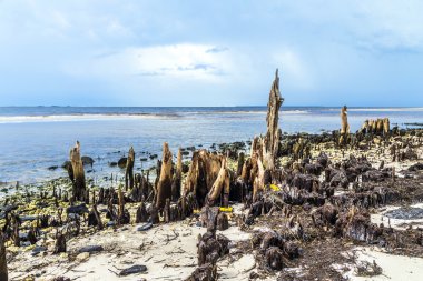 Sahil tuhaf eski çürümüş ağaçları