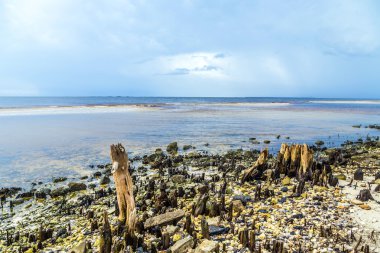 Sahil tuhaf eski çürümüş ağaçları