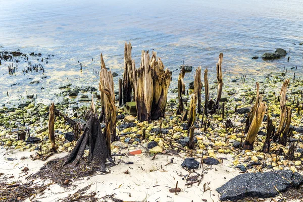 Bizarre oude rotte bomen aan de kust — Stockfoto