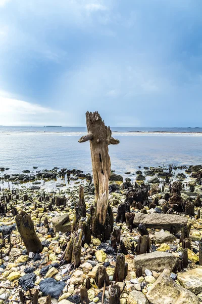 Bisarra gamla ruttna träd på segla utmed kusten — Stockfoto