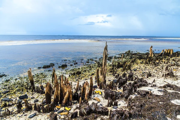 Bizarre old rotten trees at the coast — Stock Photo, Image