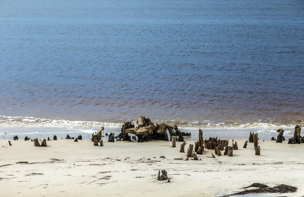 Bisarra gamla ruttna träd på segla utmed kusten — Stockfoto