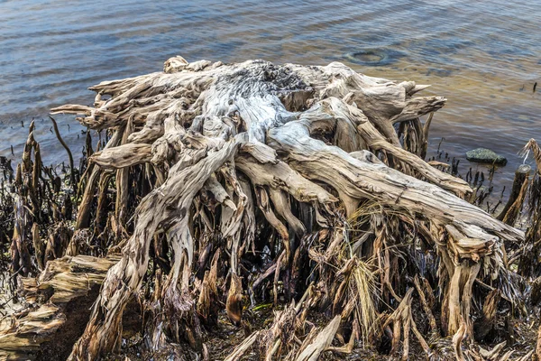 海岸で奇妙な古い腐った木 — ストック写真