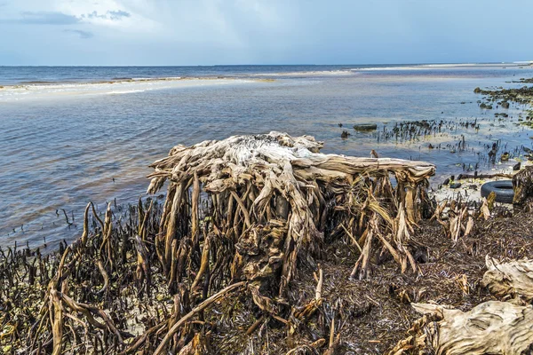 Bizarre oude rotte bomen aan de kust — Stockfoto