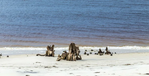 Bizarr régi korhadt fák a tengerparton — Stock Fotó