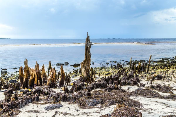 Vieux arbres pourris bizarres sur la côte — Photo