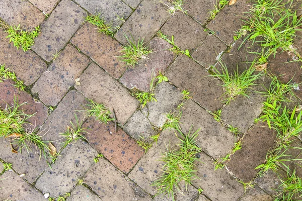 Azulejos velhos na calçada com plantas nas articulações — Fotografia de Stock