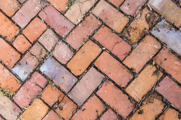 Стара плитка на тротуарі з рослинами в стиках — стокове фото