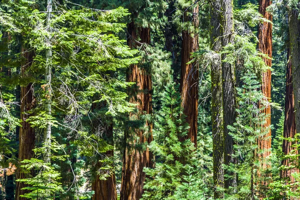 Uzun ve büyük SEQUOIAS güzel sequoia national Park — Stok fotoğraf