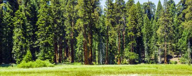 Ormandaki sequoia ağaçları