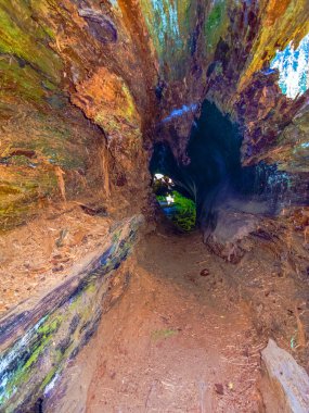 Ormandaki sequoia ağaçları