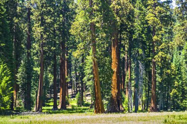 Ormandaki sequoia ağaçları