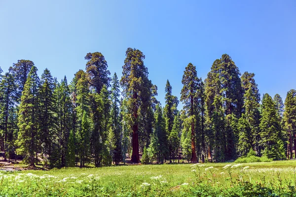 Sequoiaträd i skogen — Stockfoto