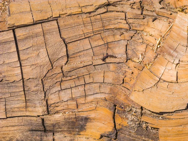 Sequoia tree in detail — Stock Photo, Image