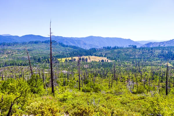 在优胜美地国家公园的森林被烧毁 — 图库照片