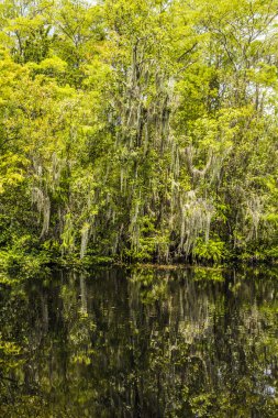 çalılar ve everglades milletin mangrov ağaçlar kökleri
