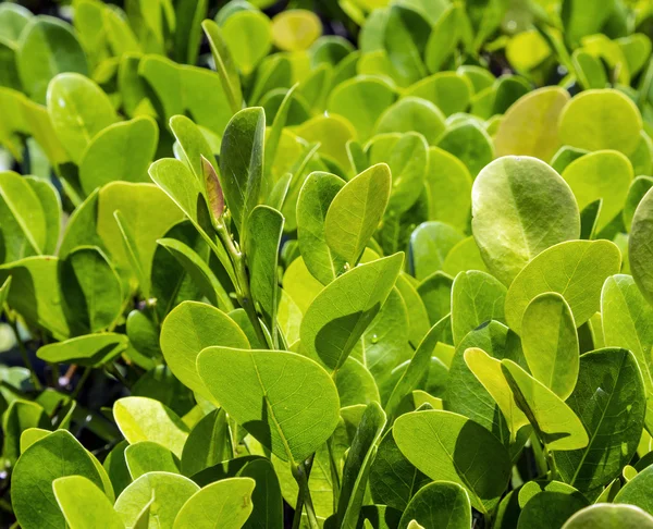 Primer plano de ramitas de setos verdes con hojas . —  Fotos de Stock