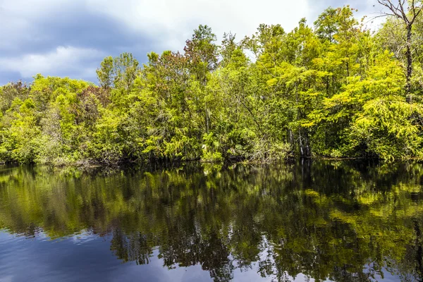 Podrost a kořeny mangrovových stromů v everglades národ — Stock fotografie