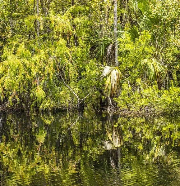 Podrost a kořeny mangrovových stromů v everglades národ — Stock fotografie