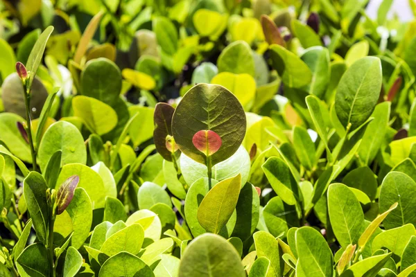 Nahaufnahme von grünen Ligusterheckenzweigen mit Blättern. — Stockfoto