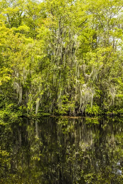 Kreupelhout en wortels van Mangrovebomen in de everglades natie — Stockfoto