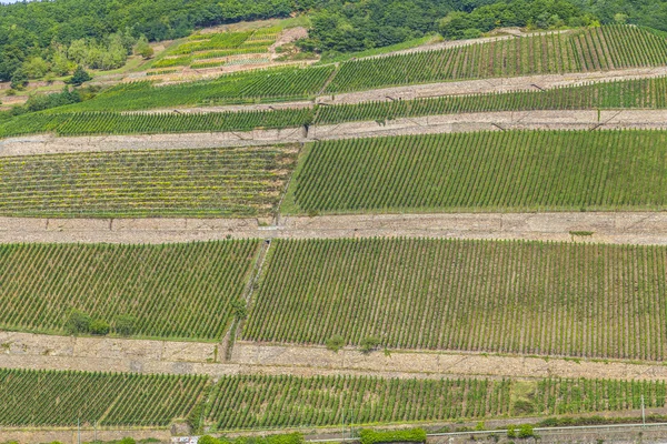 Beautiful vineyards at the rhine valley in Ruedesheim — Stock Photo, Image