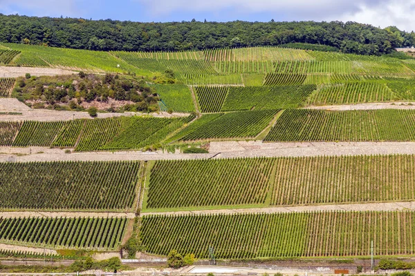 Beautiful vineyards at the rhine valley in Ruedesheim — Stock Photo, Image