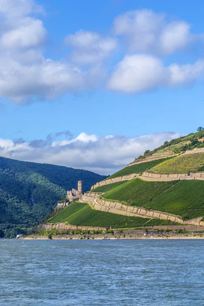 EHRENFELS vár a szőlőben, a Rajna-völgyében — Stock Fotó