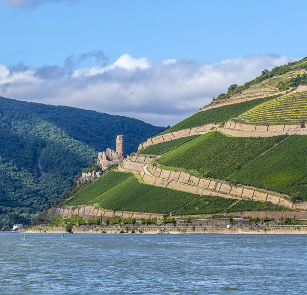 Ehrenfels castle in the vineyards of the Rhine valley — Stock Photo, Image