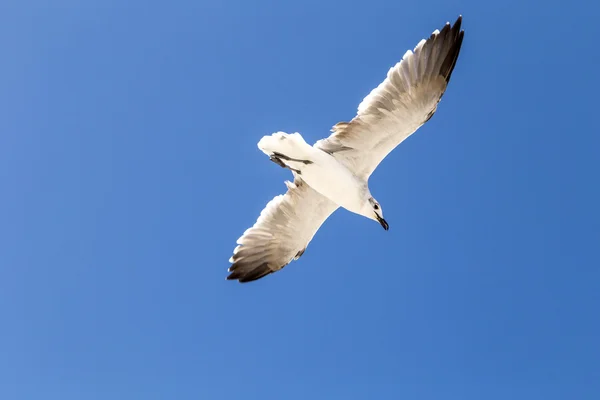 Måsar som flyger i blå himmel — Stockfoto