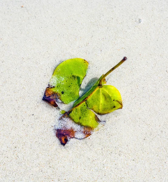 Beautiful structured leaves at the beach arranged by nature — Stock Photo, Image