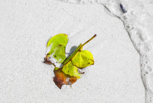 Lindas folhas estruturadas na praia dispostas pela natureza — Fotografia de Stock