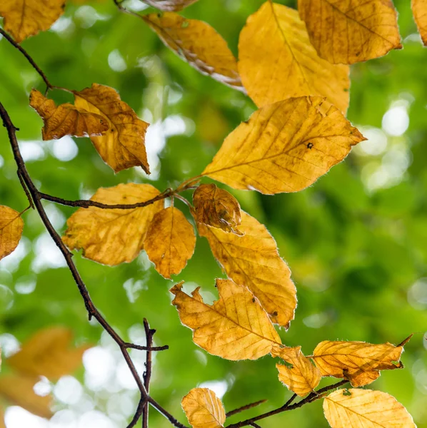 Beautiful green leaves — Stock Photo, Image