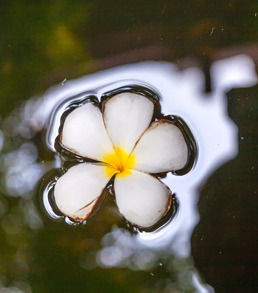 Plumeria flower floating in the water — Stock Photo, Image