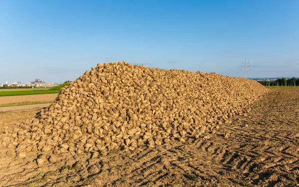 Acres with sugar beets after harvest — Stock Photo, Image