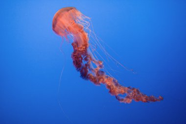 gelei vissen in blauwe zeejöle balık mavi denizi