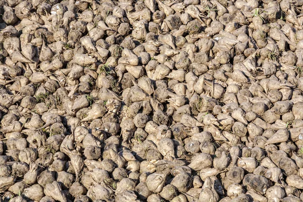 Hektar mit Zuckerrüben nach der Ernte — Stockfoto