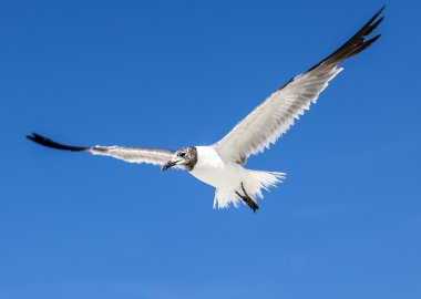 Mavi gökyüzü arka plan üzerinde martı