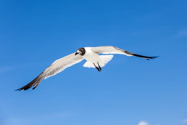 Чайка на голубом фоне неба — стоковое фото