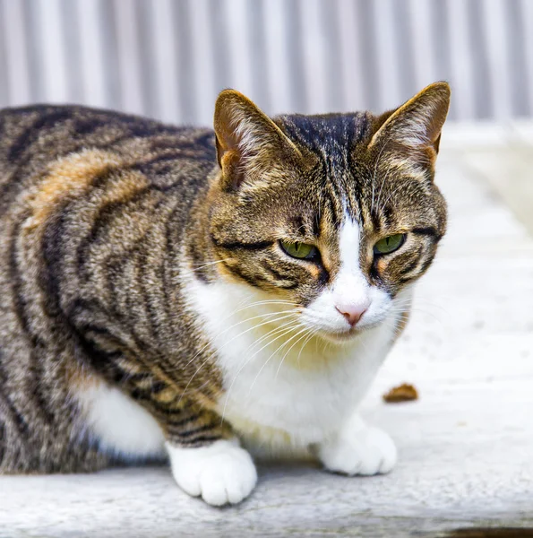 猫はテーブルの上に座って — ストック写真