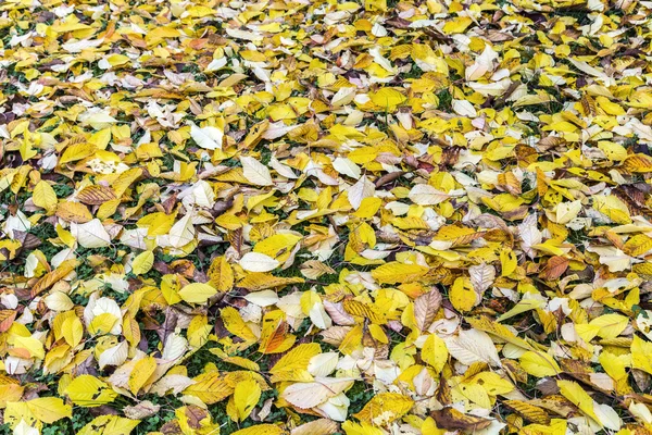 Blätter in Herbstfarbe — Stockfoto